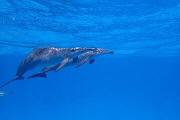 Full Day Snorkeling in Hurghada Dolphin House - Image 2