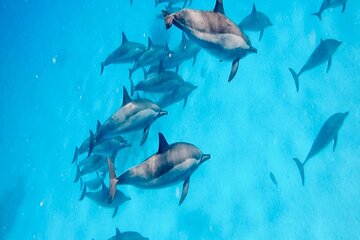Full Day Snorkeling in Hurghada Dolphin House - Image 3