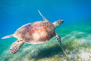 Red Sea Snorkeling from Hurghada - Image 1