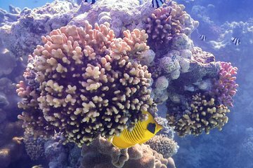 Red Sea Snorkeling from Hurghada - Image 2