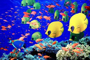 Red Sea Snorkeling from Hurghada - Image 4