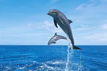 Hurghada: Dolphin Watching Boat Tour with Snorkeling & Lunch - Image 1
