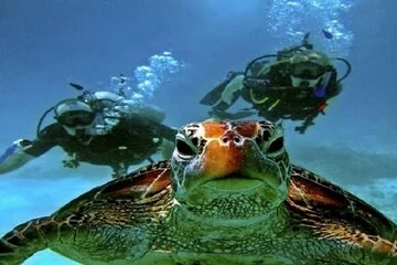 Beginners Scuba Diving Boat Trip With Lunch – Marsa Alam - Image 4