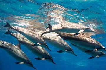 Private Speedboat Dolphin House Snorkeling & Water Sport–Hurghada - Image 4