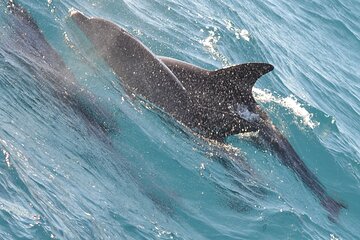 Full Day Dolphin House Boat Trip, Water Sports & Lunch-Hurghada - Image 4