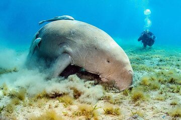 Full-Day Snorkeling Trip to Abu Dabbab Beach from Marsa Alam - Image 1