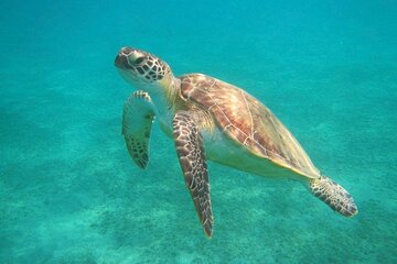Full-Day Snorkeling Trip to Abu Dabbab Beach from Marsa Alam - Image 2