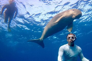 Full-Day Snorkeling Trip to Abu Dabbab Beach from Marsa Alam - Image 3
