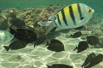 Full-Day Snorkeling Trip to Abu Dabbab Beach from Marsa Alam - Image 4