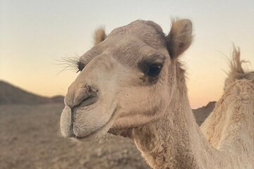 Beduin Village super safari quad with dinner&show from Marsa Alam - Image 2