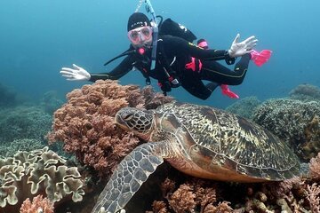 Diving And Snorkeling To Ras Mohamed And White Island By VIP Boat - Image 1