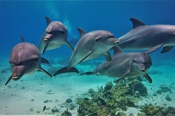 Dolphin House And Snorkeling Day Trip By VIP Boat - Image 1