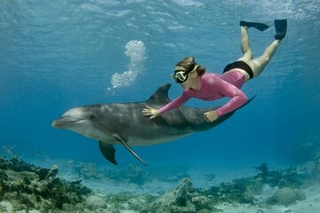 Dolphin House And Snorkeling Day Trip By VIP Boat - Image 4