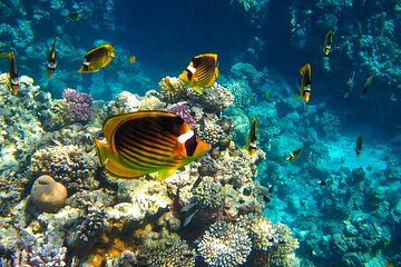 Snorkeling Day Trip With Dolphin at Sataya By VIP Boat - Image 4