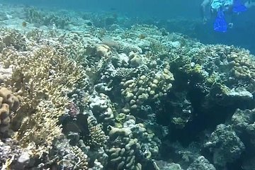 Private Day Tour of Ras Mohammed National Park with Snorkeling - Image 2