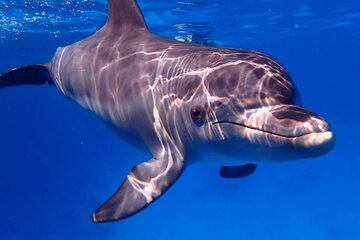 Full-day Dolphin House And Swim With Dolphin - Image 1