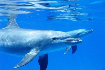 Full-day Dolphin House And Swim With Dolphin - Image 2