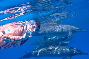 Full-day Dolphin House And Swim With Dolphin - Image 3