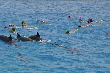 Full-day Dolphin House And Swim With Dolphin - Image 4
