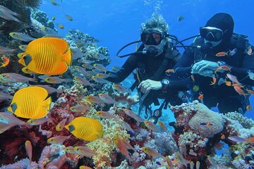 Two stops for amateur diving - Image 3