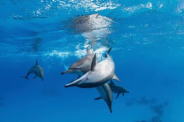 Boat Trip to Dolphin House Guided Swimming with Lunch in Hurghada - Image 3