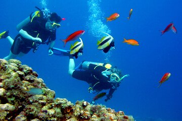El Gouna: Professional Scuba Diving Tour with Lunch & Transfer - Image 1