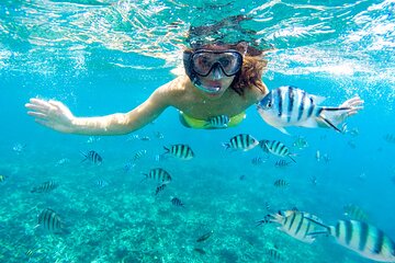 Marsa Alam: Snorkeling Trip to Marsa Mubarak, Lunch and Transfer - Image 2