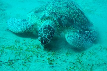 Marsa Alam: Snorkeling Trip to Marsa Mubarak, Lunch and Transfer - Image 4