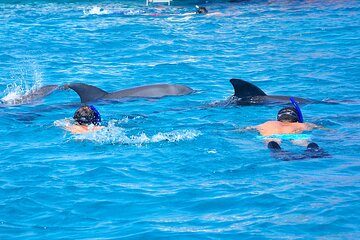 Dolphin House Snorkeling Trip with Lunch & Transfer - Hurghada - Image 1