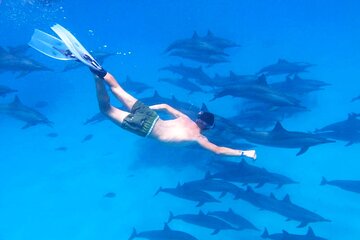 Dolphin House Snorkeling Trip with Lunch & Transfer - Hurghada - Image 2
