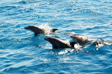 Dolphin House Snorkeling Trip with Lunch & Transfer - Hurghada - Image 3