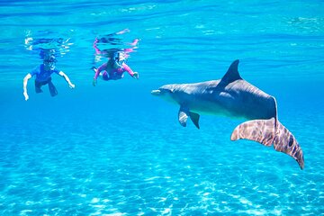 Dolphin House Snorkeling Trip with Lunch & Transfer - Hurghada - Image 4