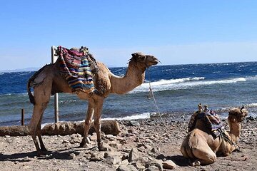 Enjoy with 1 - Hour Camel Ride with Transportation in Hurghada - Image 3