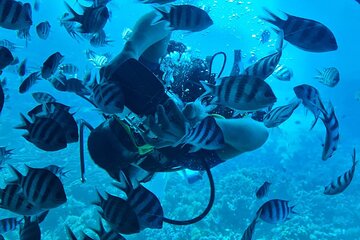2 hours Underwater Life in a Semi Submarine From Marsa Alam - Image 3