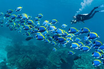 Scuba Diving or Snorkeling with Lunch and Beverages from Hurghada - Image 4