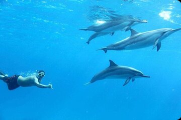 Dolphin house Snorkeling trip with Banan & Sofa Boat in Hurghada - Image 3