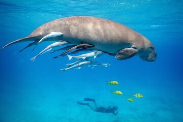 Marsa Mubarak Snorkeling with Dugongs & Turtles From Marsa Alam - Image 1