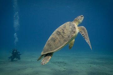 Marsa Mubarak Snorkeling with Dugongs & Turtles From Marsa Alam - Image 2