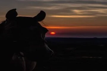 2 Hours : Horse Riding along Hurghada's Beach and Desert. - Image 3