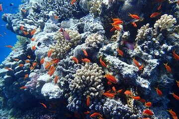 Sataya Dolphin House Snorkel from Marsa Alam - Image 2