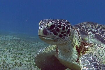 Snorkel at Marsa Mubarak from Marsa Alam with transfers lunch - Image 3