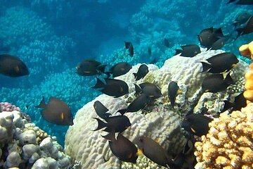Snorkel at Marsa Mubarak from Marsa Alam with transfers lunch - Image 4