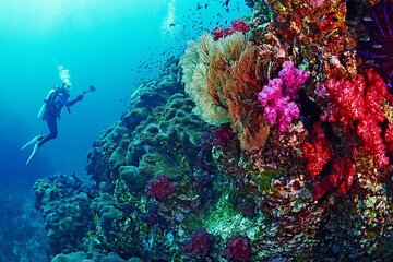 Samadai Reef Snorkelling boat Trip from Marsa Alam - Image 3