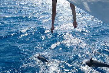 Dolphin House Snorkeling Sea Cruise, Including all fees_ Hurghada - Image 2
