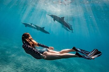 Dolphin House Snorkeling Sea Cruise, Including all fees_ Hurghada - Image 3