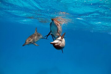 Dolphin House Snorkeling Sea Cruise, Including all fees_ Hurghada - Image 4