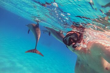 Snorkeling with Dolphins & Lunch In Sataya Reefs From Marsa Alam - Image 4