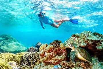 Marsa Alam: Snorkel with Sea Cows and Turtles at Marsa Mubarak - Image 2