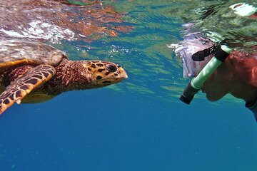 Marsa Alam: Snorkel with Sea Cows and Turtles at Marsa Mubarak - Image 3