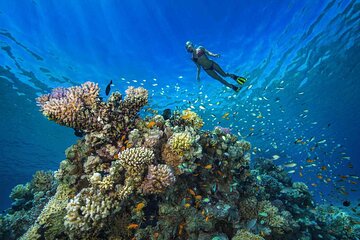 Marsa Alam: Snorkel with Sea Cows and Turtles at Marsa Mubarak - Image 4